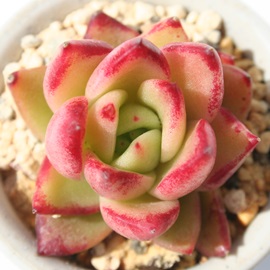 fKNA݂킭̂΂AGPxA-Echeveria agavoides cv 'MIWAKUNOBARA'