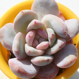 [AGPxA-Echeveria Monroe