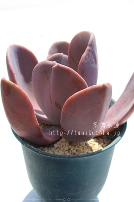 ~eBAGPxA-Echeveria Myrtilla