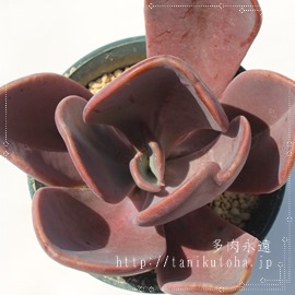 ~eBAGPxA-Echeveria Myrtilla