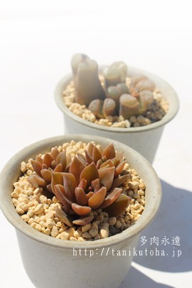 P,Pʔ,Pgt,Pt,ނ炳ЂGPxA-Echeveria cv MURASKIHOGASA