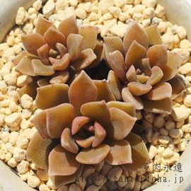 PAނ炳ЂAGPxA-Echeveria cv MURASKIHOGASA