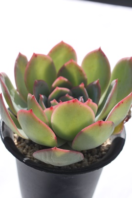 [jOf[,[jOf[ʔ,[jOf[gt,[jOf[ĕB₵,[jOf[,[jOf[GPxA-Echeveria cv mini bell variegata