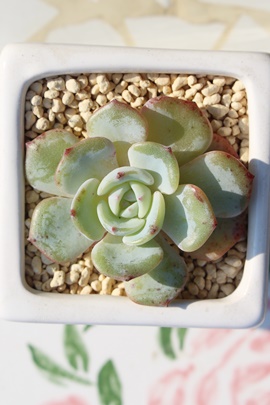 guN,guNʔ,guNgt,guNĕB₵,guN,GPxA-Echeveria MONT BLANK