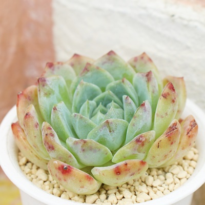 啟,GPxA,啟̒ʔ,啟ĕ₵,AGPxAgt,啟,啟̊yݕ,啟,,-Echeveria moozora daifuku,i,ɂƂ