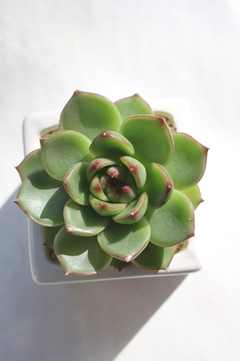 [Xg[,[Xg[ʔ,[Xg[gt,[Xg[ĕB₵,[Xg[,[Xg[-Echeveria MOON STONE