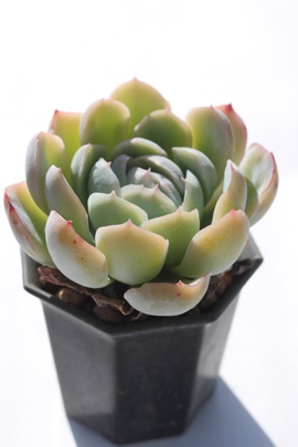 L[,L[ʔ,L[gt,L[ĕB₵,L[,L[GPxA-Echeveria cv mini bell variegata