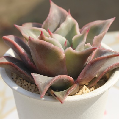 }fBo,GPxA,}fBo̒ʔ,}fBöĕ₵,AGPxAgt,}fBo,}fBȏ蕨,}fBo̊yݕ,}fBo,,-Echeveria MADIBA,i@ɂƂcuctus and succulents onlineshop from japan-TANIKUTOHA