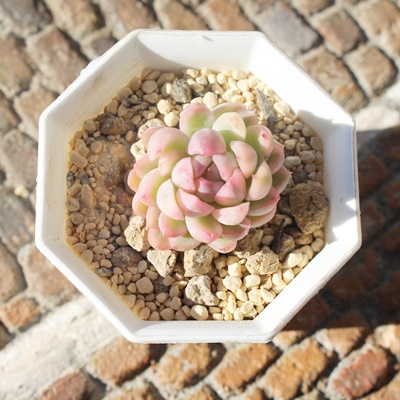 ,GPxA,т̒ʔ,т̈ĕ₵,AGPxAgt,ю,т̑蕨,т̊yݕ,ю,,-Echeveria mebina variegata,i@ɂƂcuctus and succulents onlineshop from japan-TANIKUTOHA