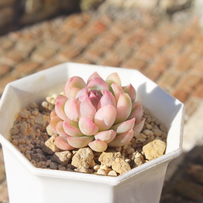 ,GPxA,т̒ʔ,т̈ĕ₵,AGPxAgt,ю,т̑蕨,т̊yݕ,ю,,-Echeveria mebina variegata,i@ɂƂcuctus and succulents onlineshop from japan-TANIKUTOHA