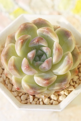 򌎔A~jPbZArjPbZAGPxA-Echeveria cv 'MINIGESSEI'