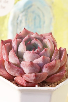 򌎔A~jPbZArjPbZAGPxA-Echeveria cv 'MINIGESSEI'