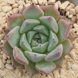 ΂̐ÁÂ΂̂AGPxA-Echeveria cuspidata var. zaragozae