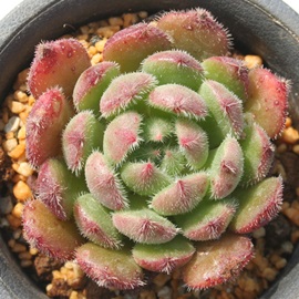 щOAɂڂAGPxA-Echeveria cv 'NISIKIBOTAN'