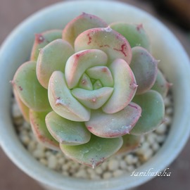 jNT[iAGPxA-Echeveria cv 'NICSANA'