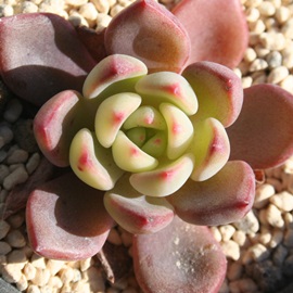 joXAGPxA-Echeveria cv NIVALIS