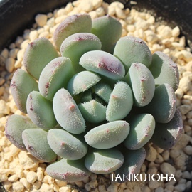 ̖AGPxA-Echeveria cv NAGISANOYUME