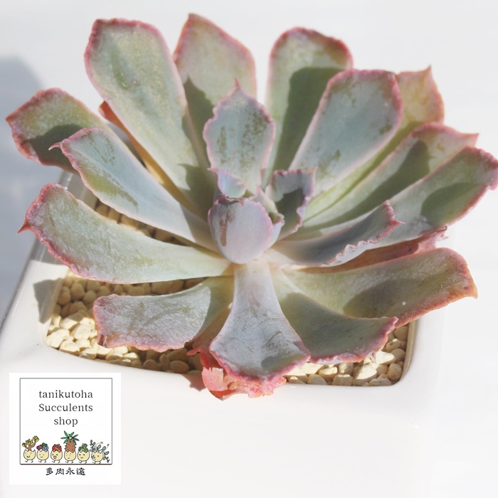 lIu[J[,GPxA,lIu[J[̒ʔ,lIu[J[̈ĕ₵,lIu[J[gt,lIu[J[t,Echeveria NEON BREAKER,i@ɂƂcuctus and succulents onlineshop from japan-TANIKUTOHA