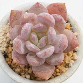 E[AGPxA-Echeveria cv 'Laulinze'