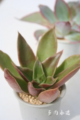 xAGPxA-Echeveria cv rubella