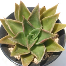 xAGPxA-Echeveria cv rubella