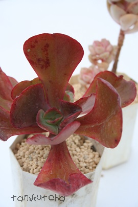 [IOfAGPxA-Echeveria cv 'Roseaglande'