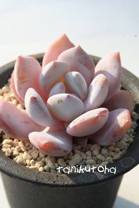 E[^CvAGPxA-Echeveria cv 'Laulinze'