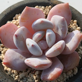 ラウリンゼ特白タイプ、エケベリア属-Echeveria cv 'Laulinze'