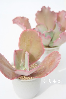 t@[AGPxA-Echeveria cv 'La Farm'