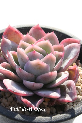 Yx[ACXAGPxA-Echeveria cv 'Raspberry ice'