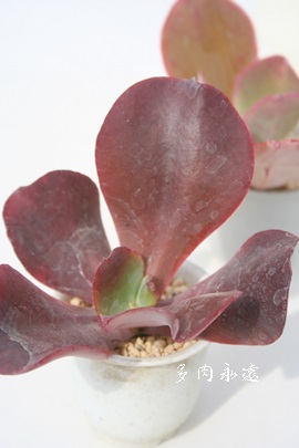 bhgvAGPxA-Echeveria cv 'Red Trump'