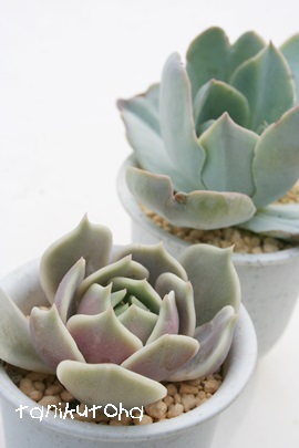 [A[AGPxA-Echeveria cv 'Lola'