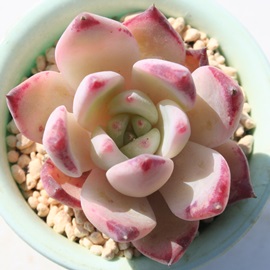 [AiAGPxA-Echeveria colorata 'Lindsayana'