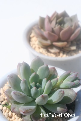 E165AGPxA-Echeveria cv 'Lau165'