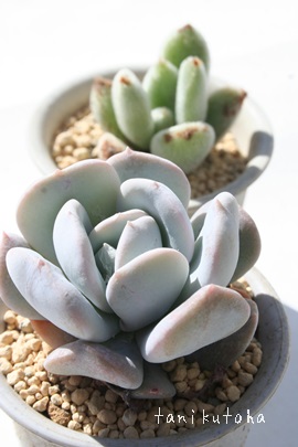 EgbvAGPxA-Echeveria Lautop