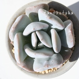 EgbvAGPxA-Echeveria Lautop