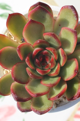 e[YAe[Yʔ́Ae[YĕAGPxA-Echeveria Latin Rose