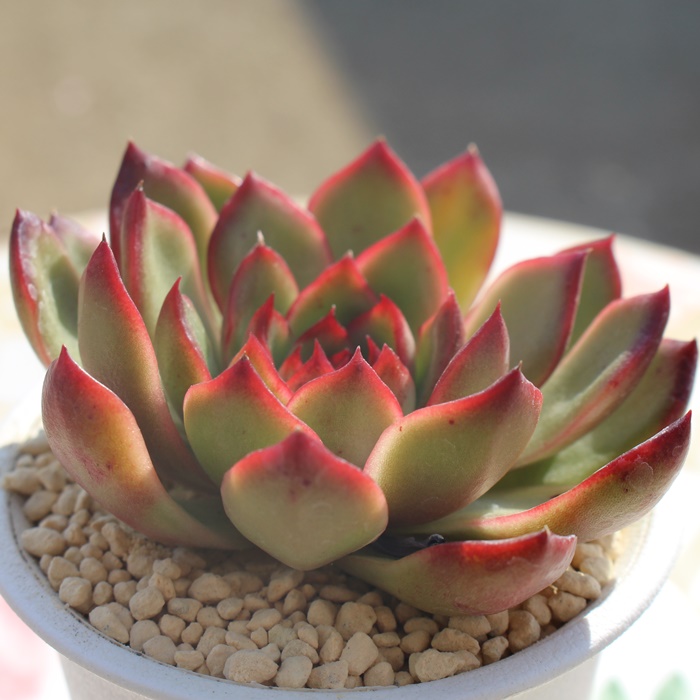 bhAGPxA-Echeveria Red Moran