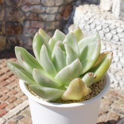 ,шĕ,ђʔ,шĕ₵,эgt,їt,؍c,Echeveria lemu variegata,iɂƂ