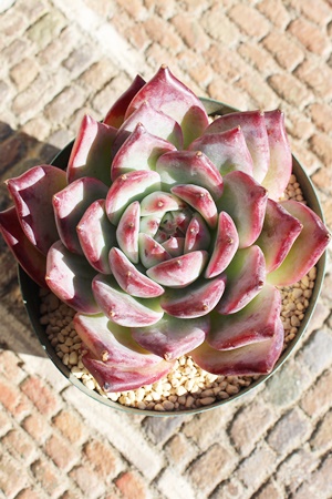 bhxxbgAGPxA-Echeveria Red Velvet