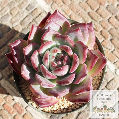 cr[,cr[ĕ,cr[ʔ,cr[ĕ₵,cr[gt,cr[t,Echeveria latum ruby,iɂƂ