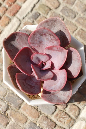 bhxxbgAGPxA-Echeveria Red Velvet