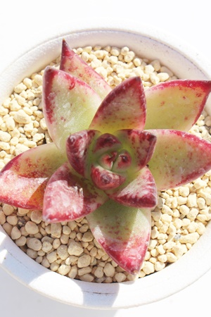 bhG{j[AGPxA-Echeveria Red evony