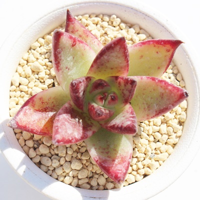 bhG{j[,bhG{j[ĕ,bhG{j[ʔ,bhG{j[ĕ₵,bhG{j[gt,bhG{j[t,Echeveria red evony,iɂƂ