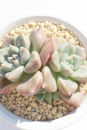 bhhStC AGPxA-Echeveria red dragon fry