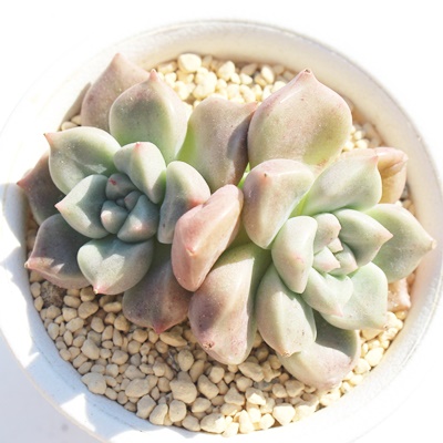 bhhStC,bhhStCĕ,bhhStCʔ,bhhStCĕ₵,bhhStCgt,bhhStCt,Echeveria latum ruby,iɂƂ