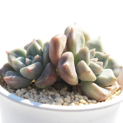 bhhStC,bhhStCĕ,bhhStCʔ,bhhStCĕ₵,bhhStCgt,bhhStCt,Echeveria latum ruby,iɂƂ