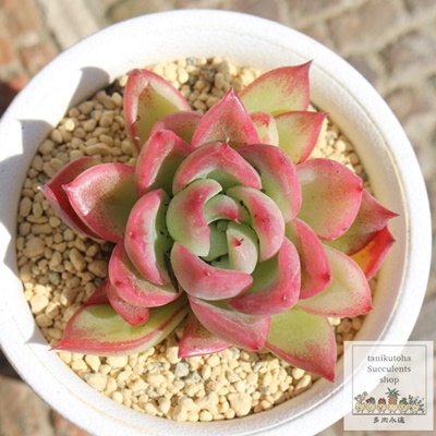ь畨,ь畨ĕ,ь畨ʔ,ь畨ĕ₵,ь畨gt,ь畨t,Echeveria ringomonogatari,iɂƂ