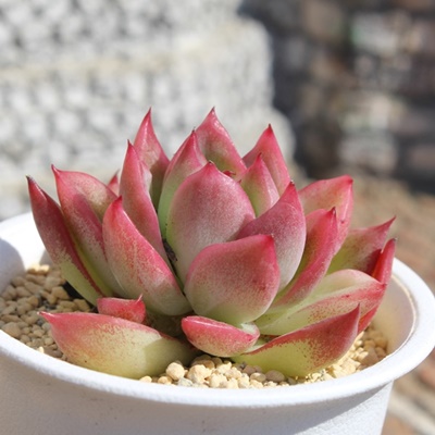 ь畨,ь畨ĕ,ь畨ʔ,ь畨ĕ₵,ь畨gt,ь畨t,Echeveria ringomonogatari,iɂƂ