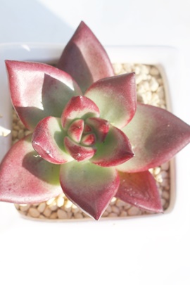 JAJʔ́AJĕAGPxA-Echeveria Roca